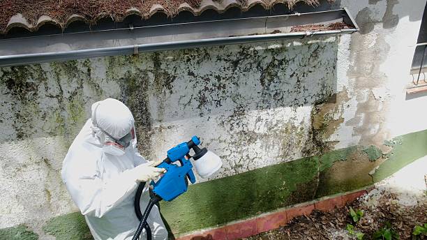 Top rated local Attic Mold Removal specialists in Batavia, IL